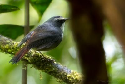 Olive-flanked Ground Robin (Dessonornis anomalus)