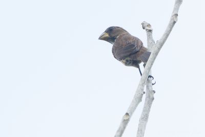 Thick-billed Weaver (Amblyospiza albifrons)