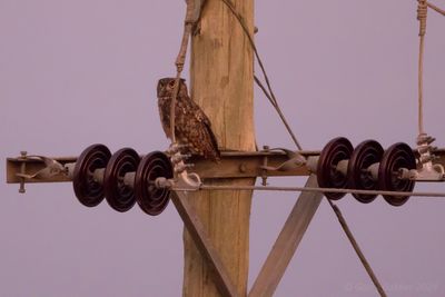 Spotted Eagle-Owl (Bubo africanus)
