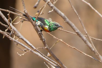 Gorgeous Sunbird (Cinnyris melanogastrus)