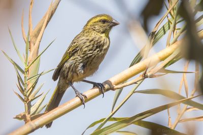 Yellow-browed Seedeater (Crithagra whytii)