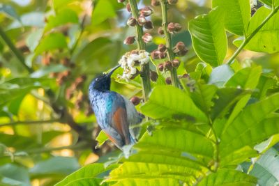 Rufous-winged Sunbird (Cinnyris rufipennis)