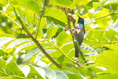 Rufous-winged Sunbird (Cinnyris rufipennis)