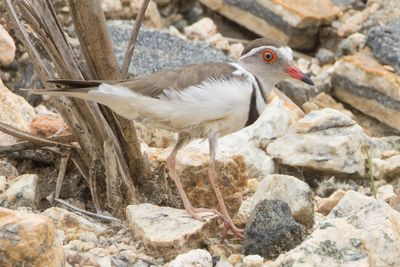 Three-banded Plover (Charadrius tricollaris)