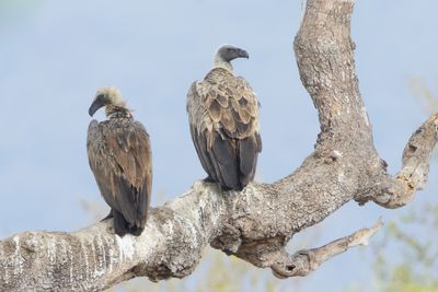 White-backed Vulture (Gyps africanus)