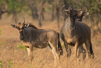 Eastern White-bearded Wildebeest (Connochaetes taurinus albojubatus)