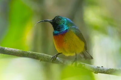 Loveridge's Sunbird (Cinnyris loveridgei)
