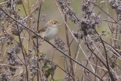 Rattling Cisticola (Cisticola chiniana)