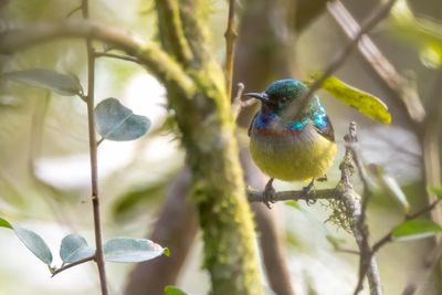 Gallardy's Sunbird (Anthreptes sp. nov.)