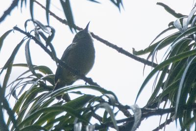 Gallardy's Sunbird (Anthreptes sp. nov.)
