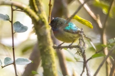 Gallardy's Sunbird (Anthreptes sp. nov.)