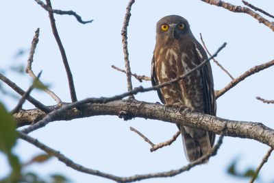 Brown Boobook (Ninox scutulata)