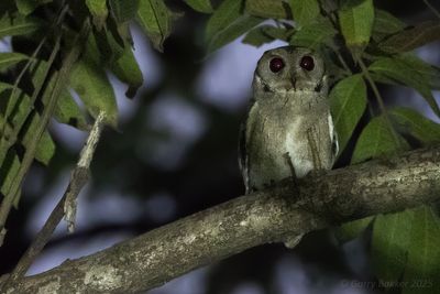 Indian Scops Owl (Otus bakkamoena)