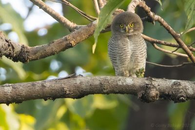 Jungle Owlet (Glaucidium radiatum )