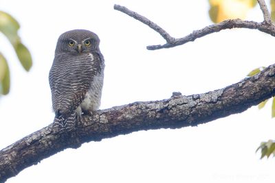 Jungle Owlet (Glaucidium radiatum)