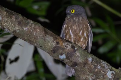 Andaman Boobook (Ninox affinis)