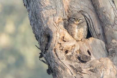 Spotted Owlet (Athene brama)