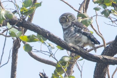 Forest Owlet (Athene blewitti)