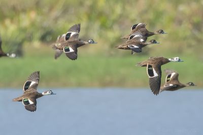 Andaman Teal (Anas albogularis)