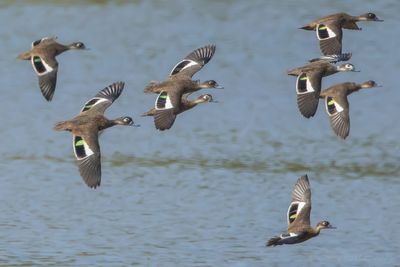 Andaman Teal (Anas albogularis)