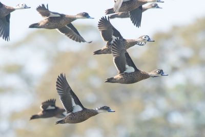 Andaman Teal (Anas albogularis)