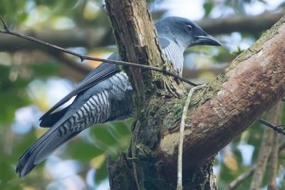 Andaman Cuckooshrike (Coracina dobsoni)