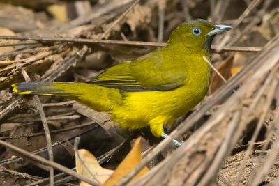 Andaman Bulbul (Microtarsus fuscoflavescens)