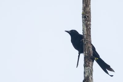 Andaman Drongo (Dicrurus andamanensis)