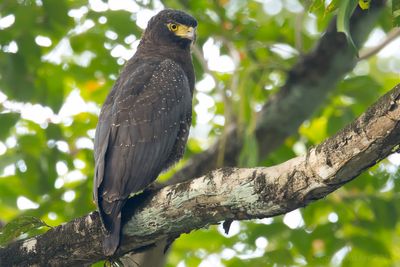 Andaman Serpent-Eagle Spilornis elgini