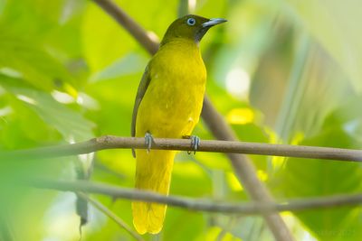 Andaman Bulbul (Microtarsus fuscoflavescens)