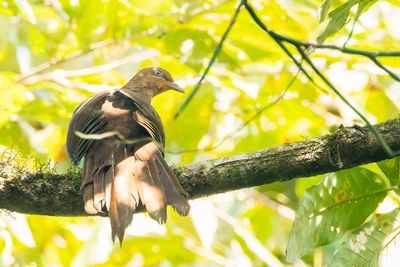 Andaman Cuckoo-Dove (Macropygia rufipennis)