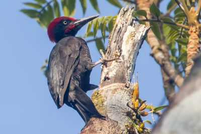 Andaman Woodpecker (Dryocopus hodgei)