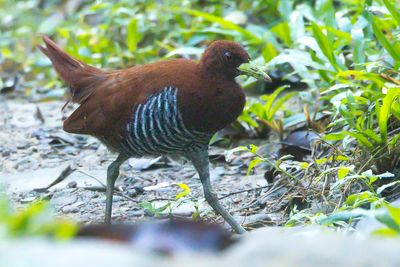Andaman Crake (Rallina canningi)