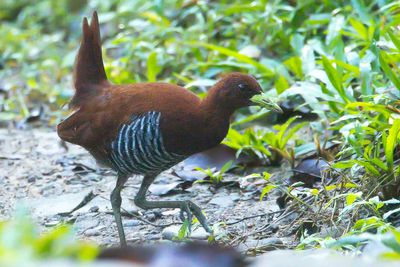 Andaman Crake (Rallina canningi)