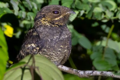 Andaman Nightjar (Caprimulgus andamanicus)