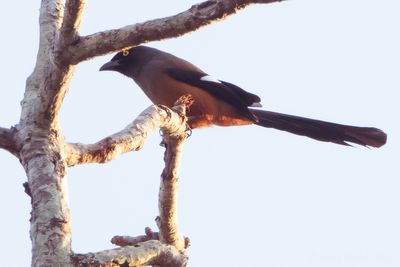 Andaman Treepie (Dendrocitta bayleii)