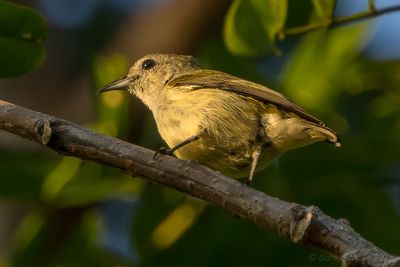 Andaman Flowerpecker (Dicaeum virescens)