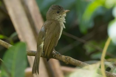 Mangrove Whistler (Pachycephala cinerea)