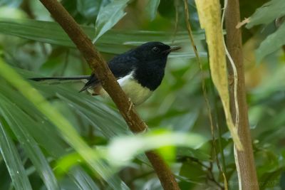 Andaman Shama (Copsychus albiventris)
