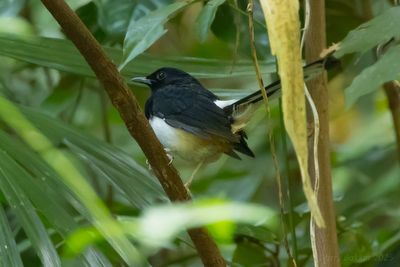Andaman Shama (Copsychus albiventris)