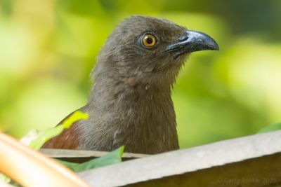 Andaman Coucal (Centropus andamanensis)