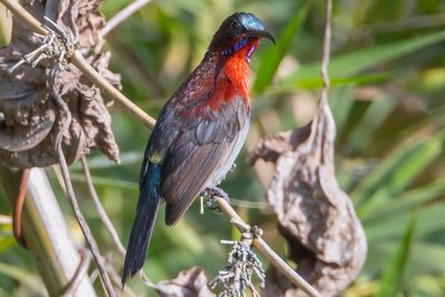 Vigors's Sunbird (Aethopyga vigorsii)