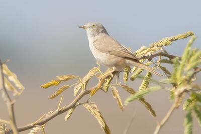 African Desert Warbler (Curruca deserti)