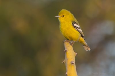 Marshall's Iora (Aegithina nigrolutea)