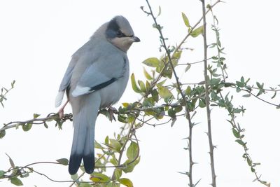 Grey Hypocolius (Hypocolius ampelinus)