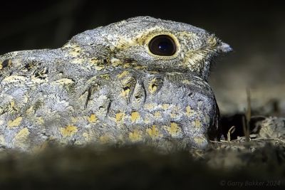 Sykes's Nightjar (Caprimulgus mahrattensis)