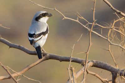 Indian Great Grey Shrike Lanius excubitor lahtora