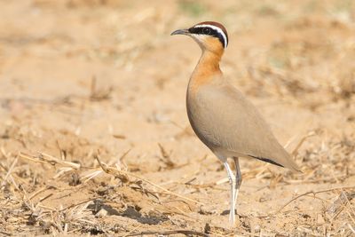 Indian Courser (Cursorius coromandelicus)