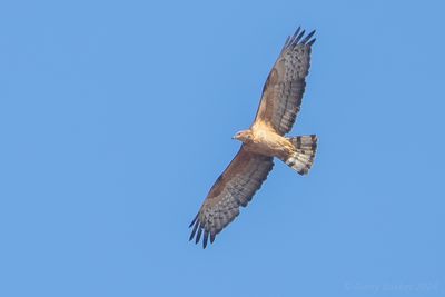 Crested Honey-buzzard (Pernis ptilorhynchus)