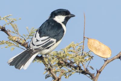 White-naped Tit (Machlolophus nuchalis)